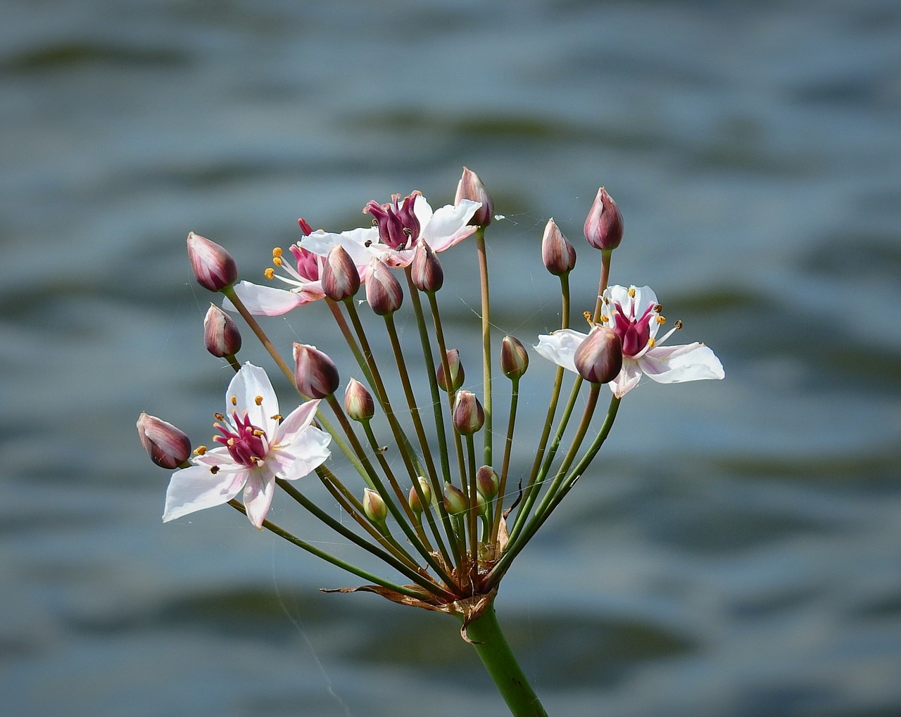 flower  water  summer free photo