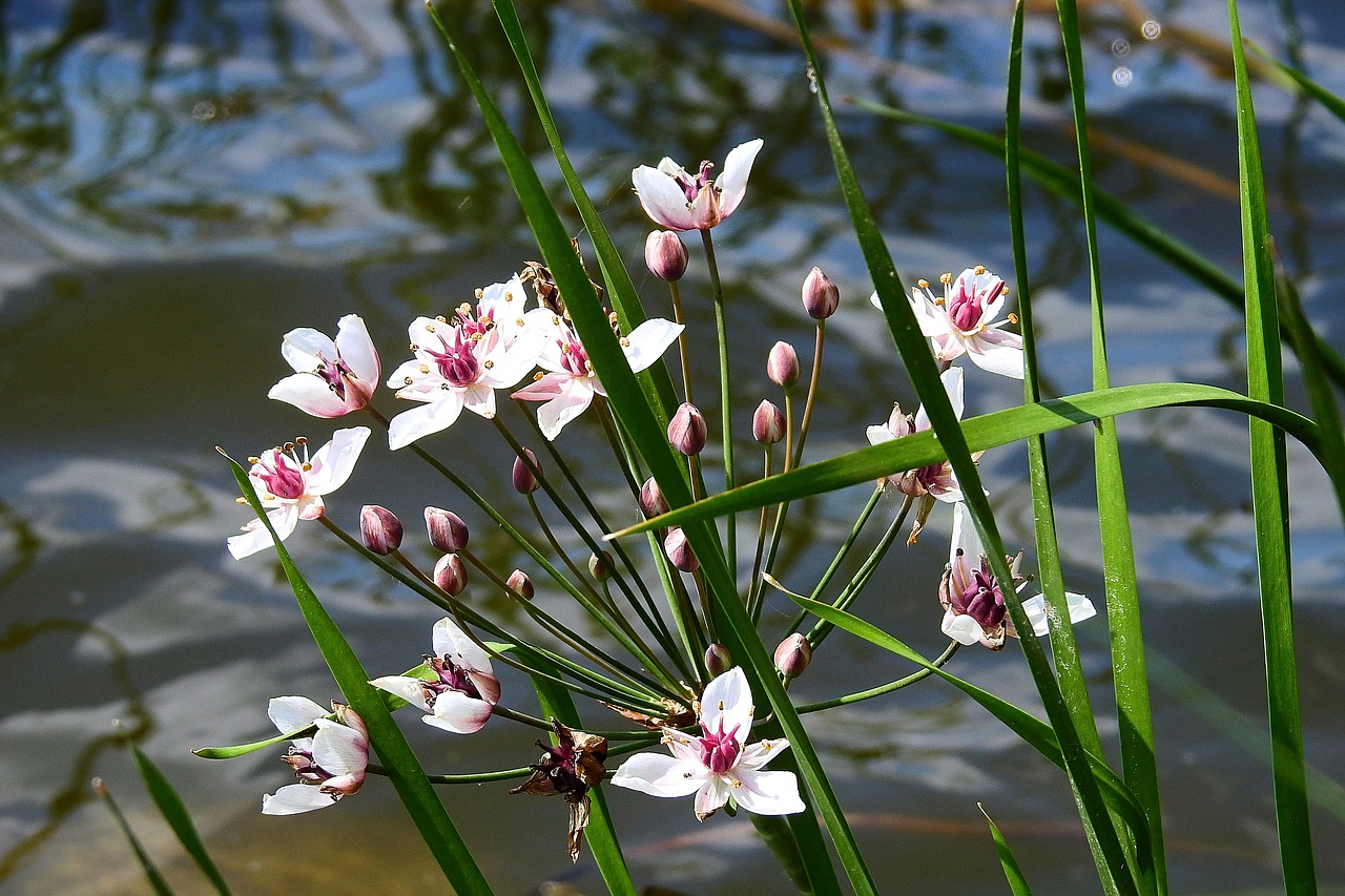 flower  water reflection  the river odra free photo