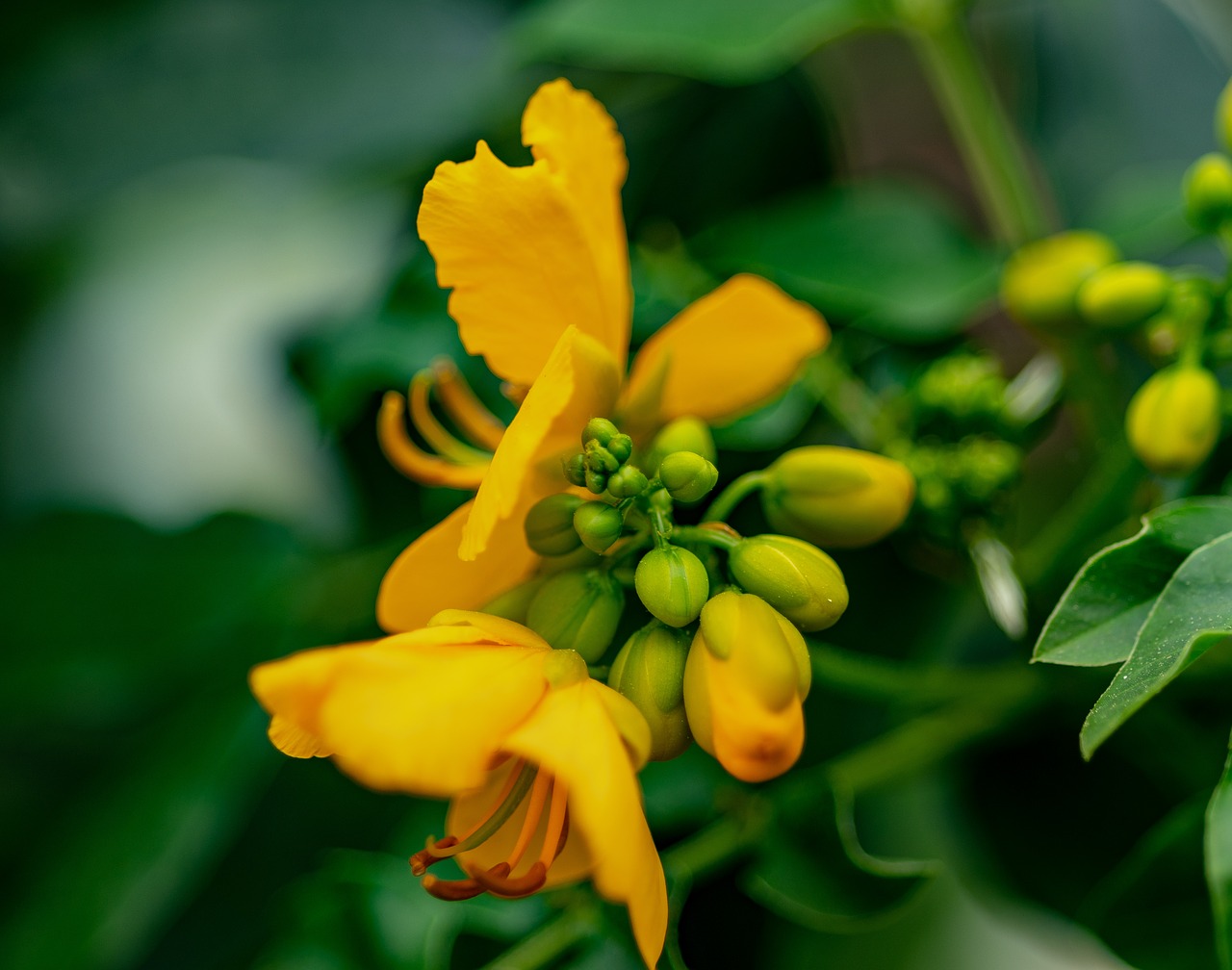 flower  yellow  plant free photo