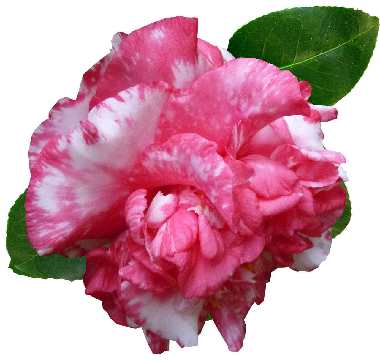 flower  camellia  pink free photo