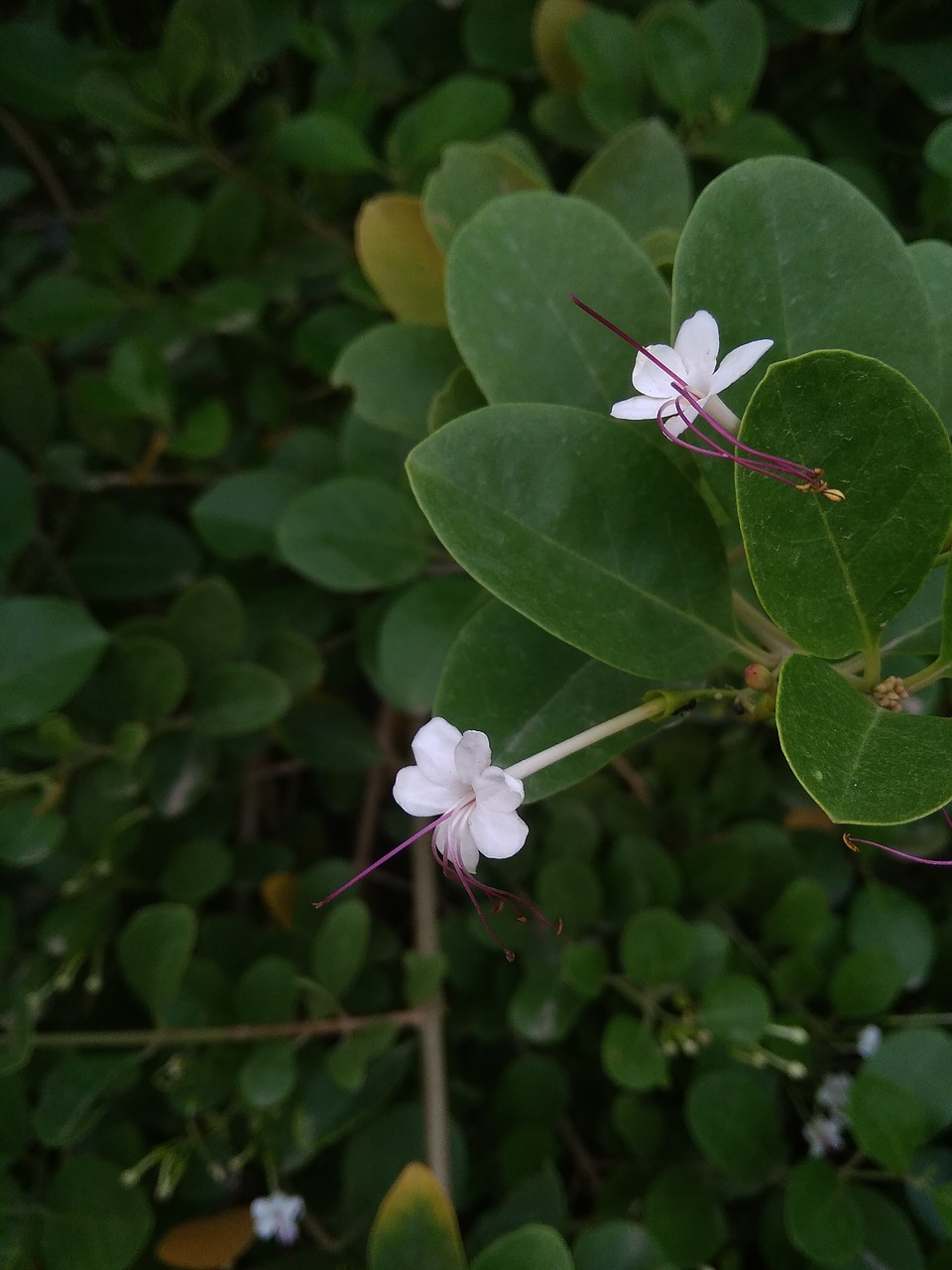 flower  leaf  nature free photo