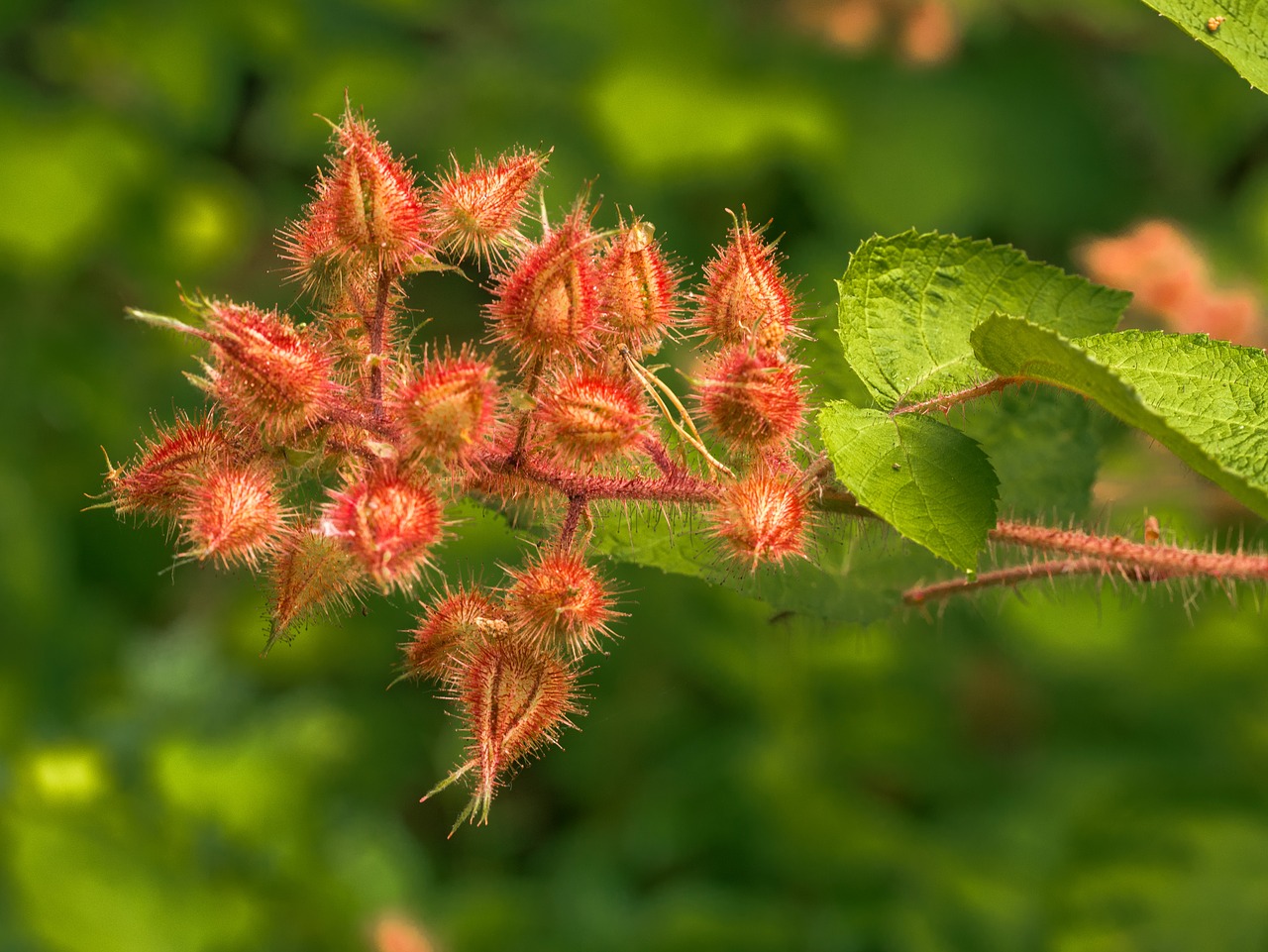 flower  blossom  bloom free photo