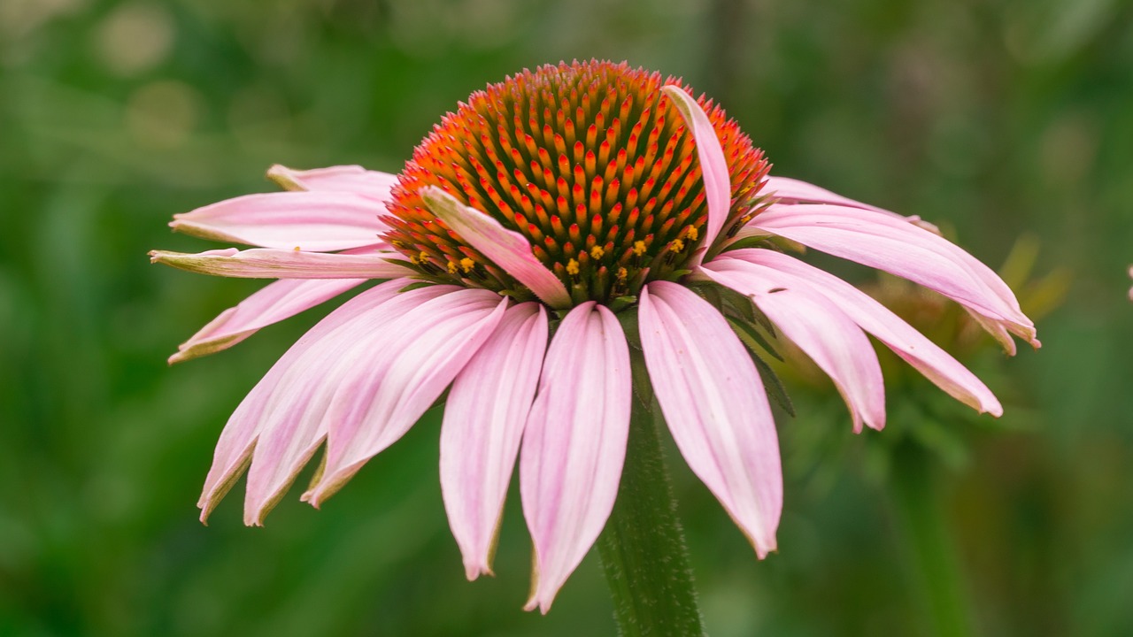 flower  blossom  bloom free photo