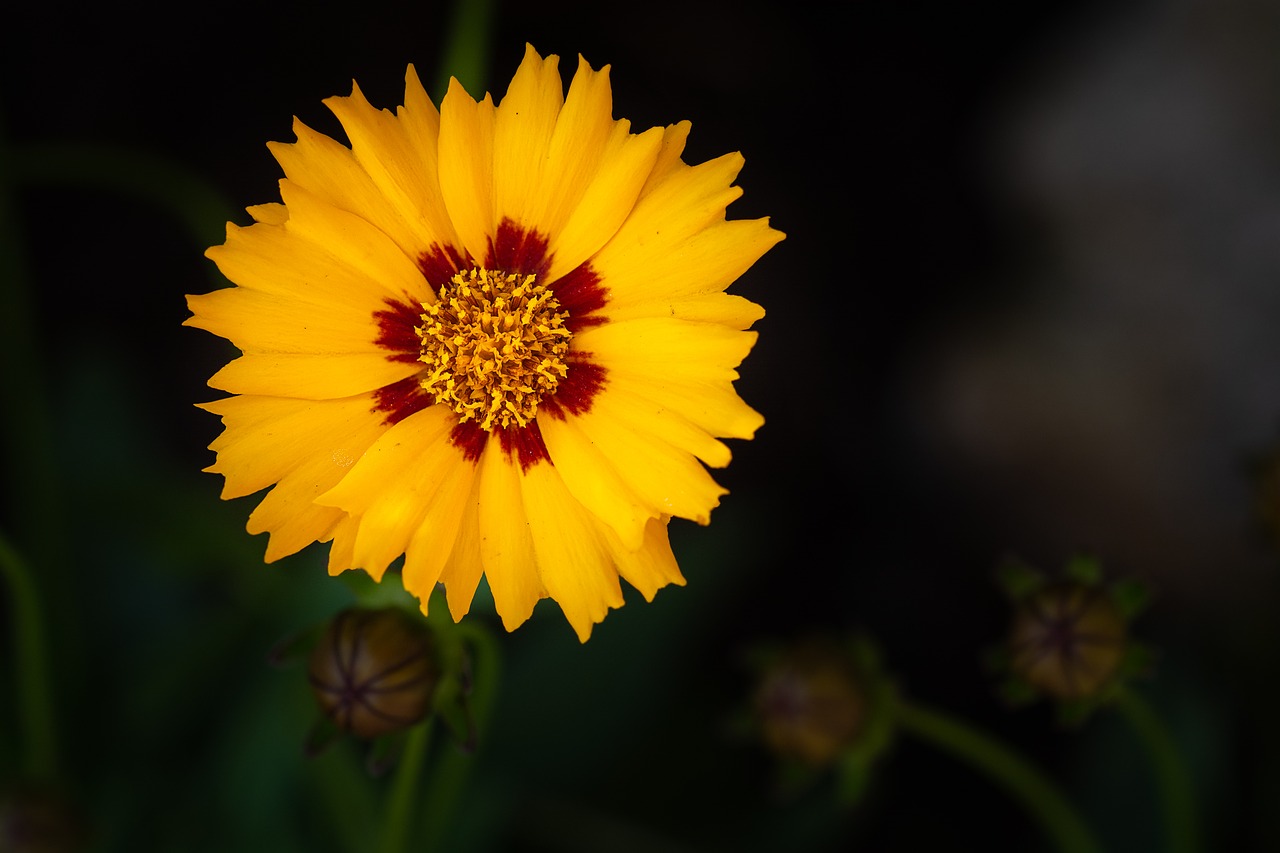 flower  yellow  yellow flower free photo