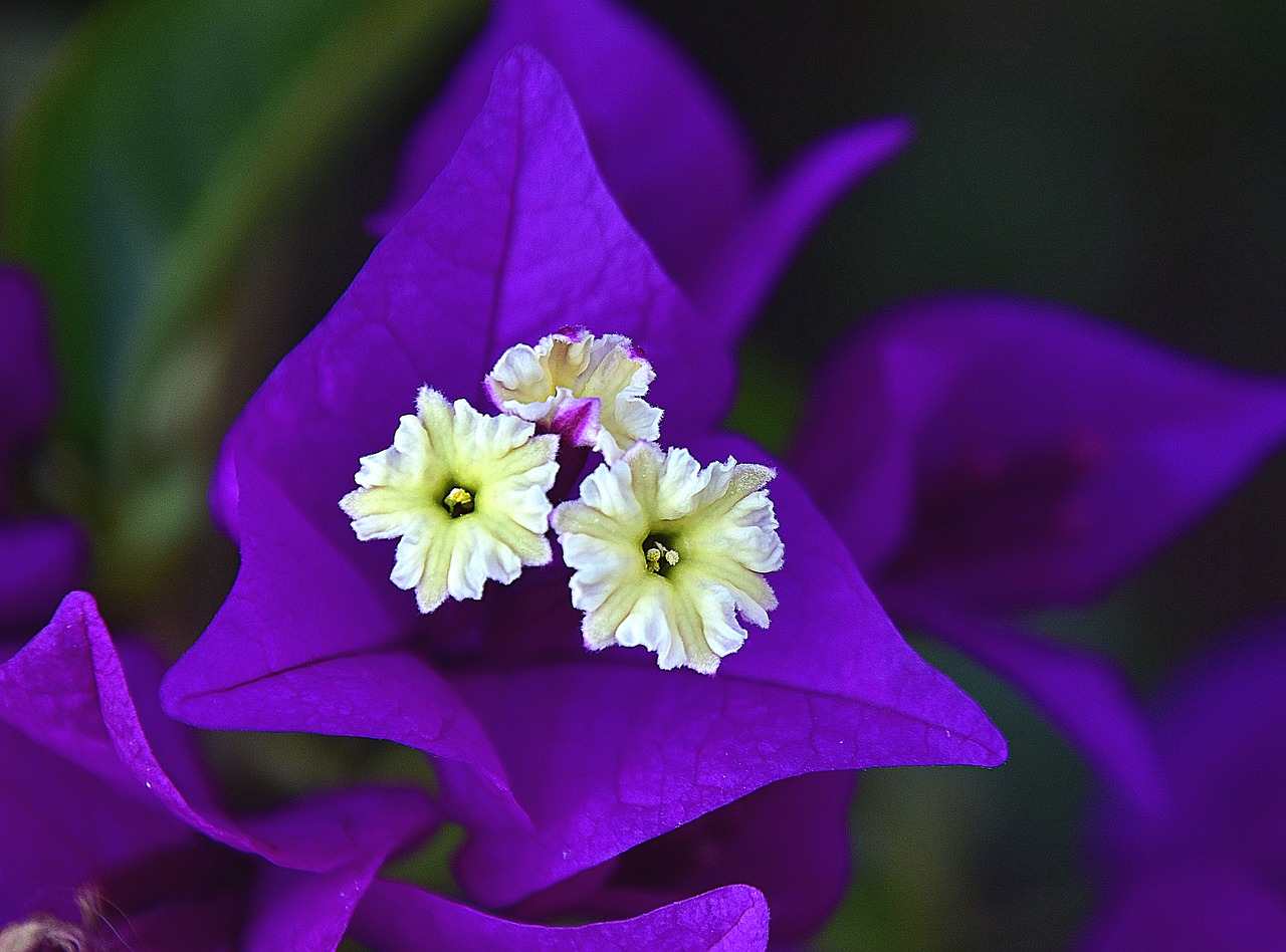 flower  garden  plant free photo