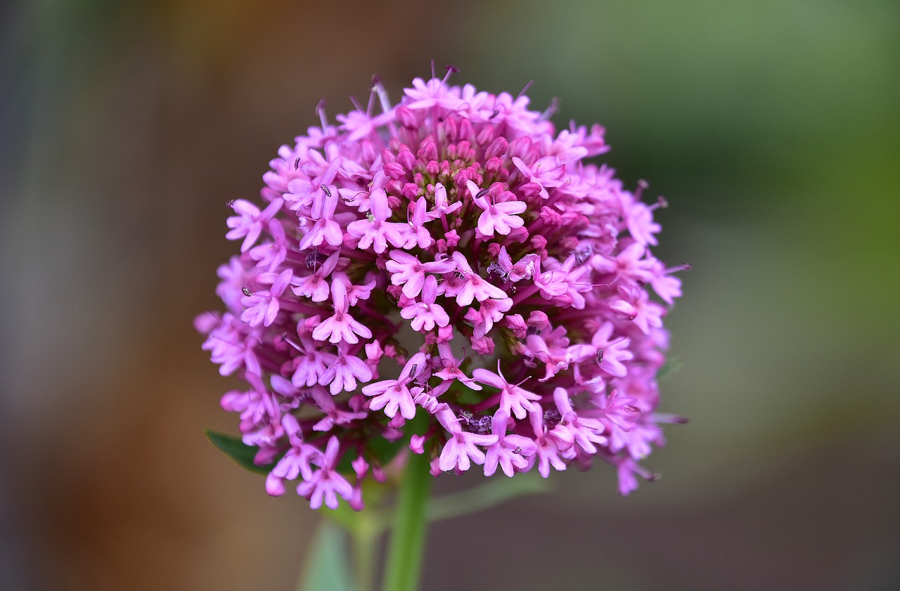 flower  garden  plant free photo