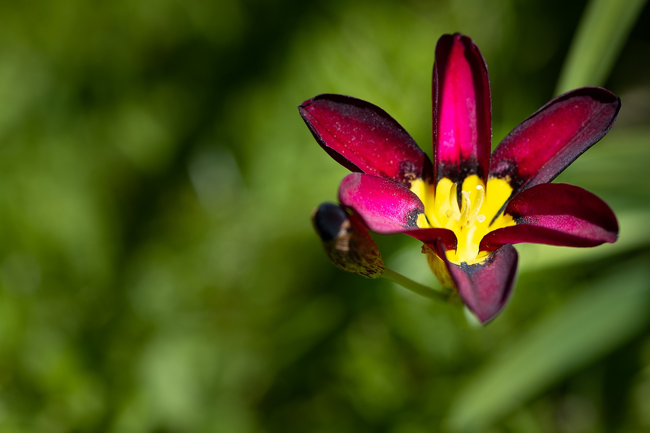 flower  blossom  bloom free photo