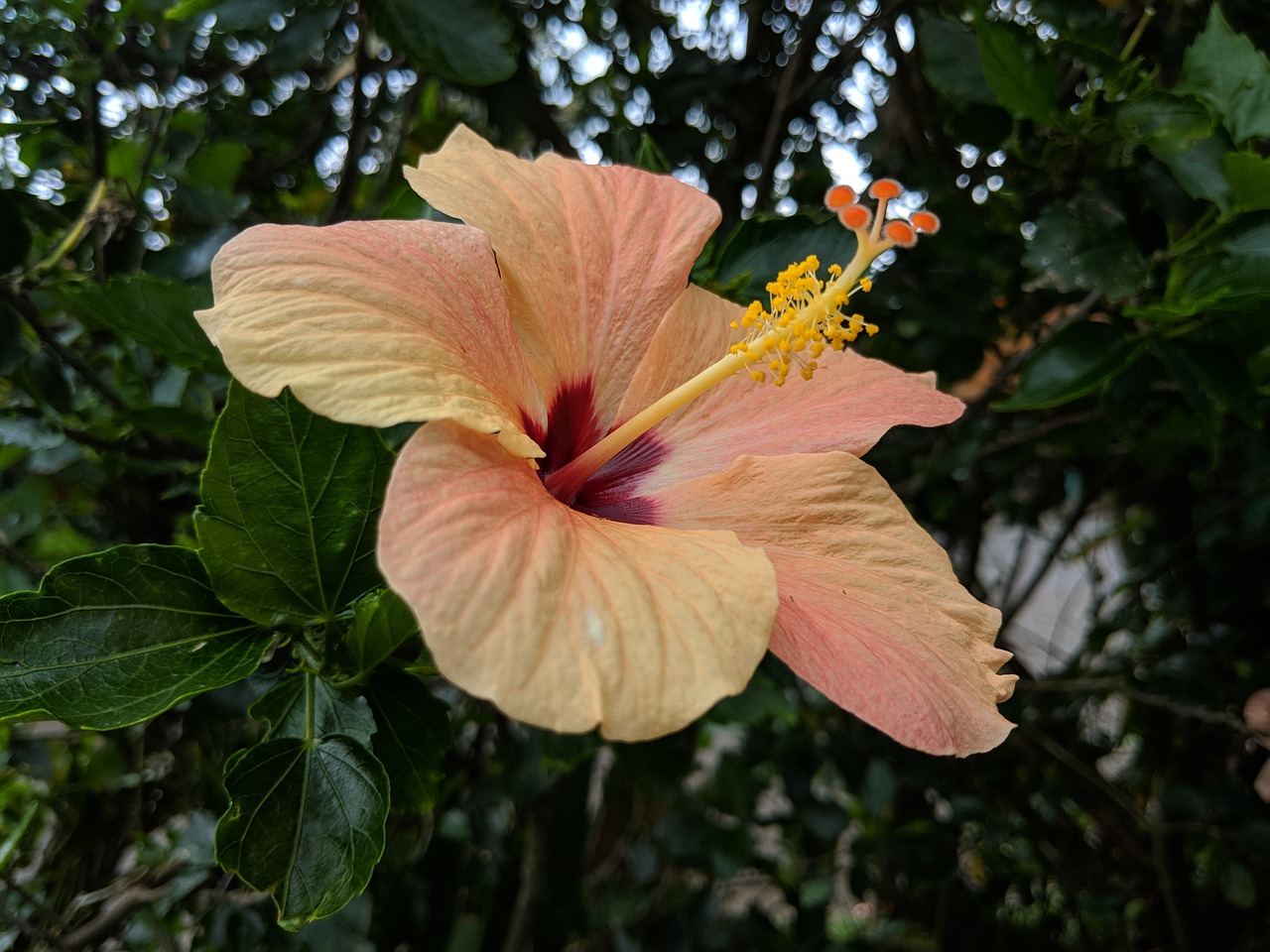 flower  maui  hawaii free photo