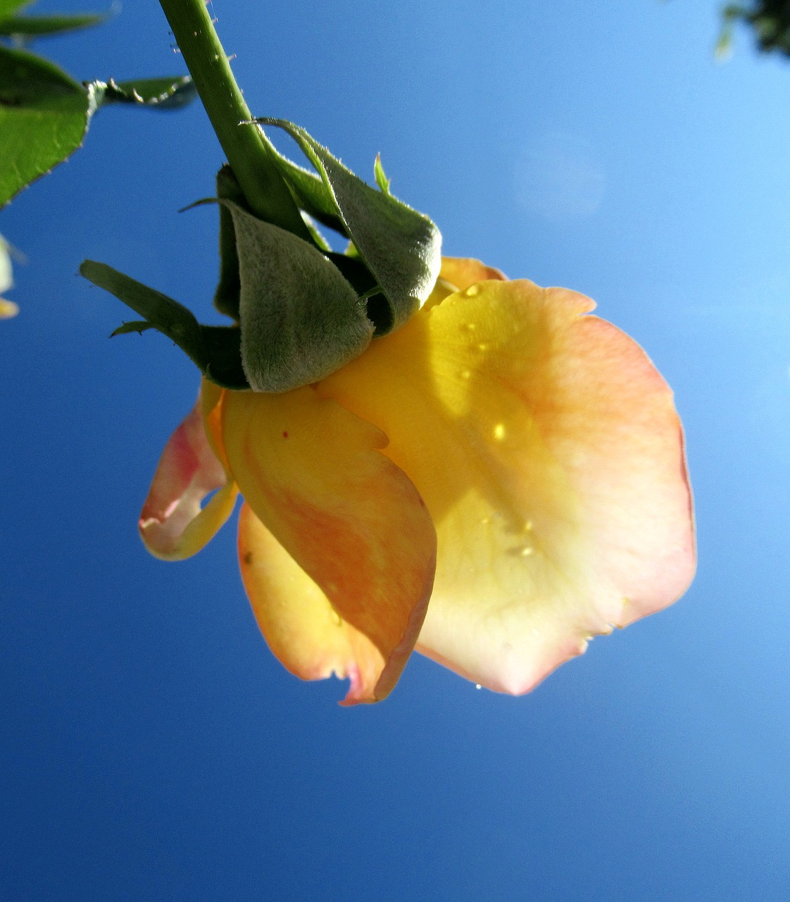 flower  rose  yellow free photo