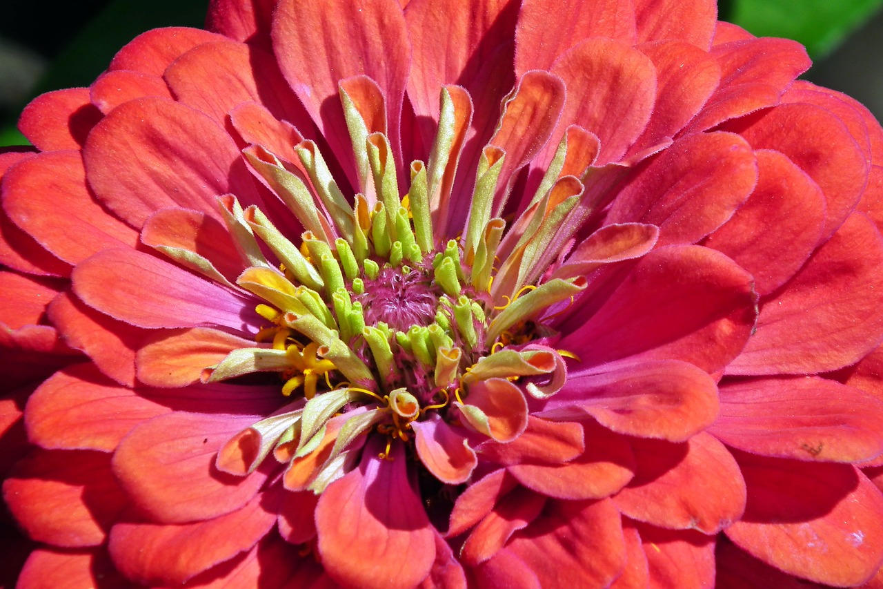 flower  zinnia  summer free photo