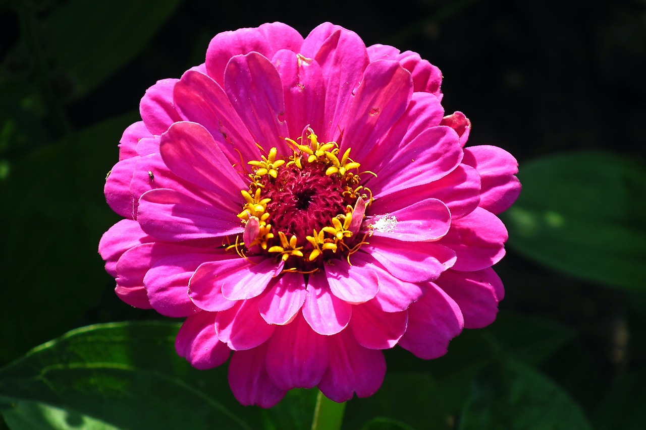 flower  zinnia  summer free photo