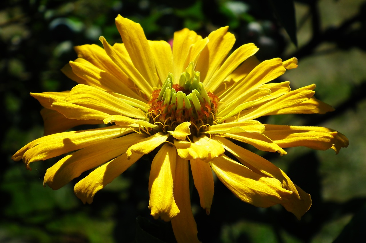 flower  zinnia  yellow free photo