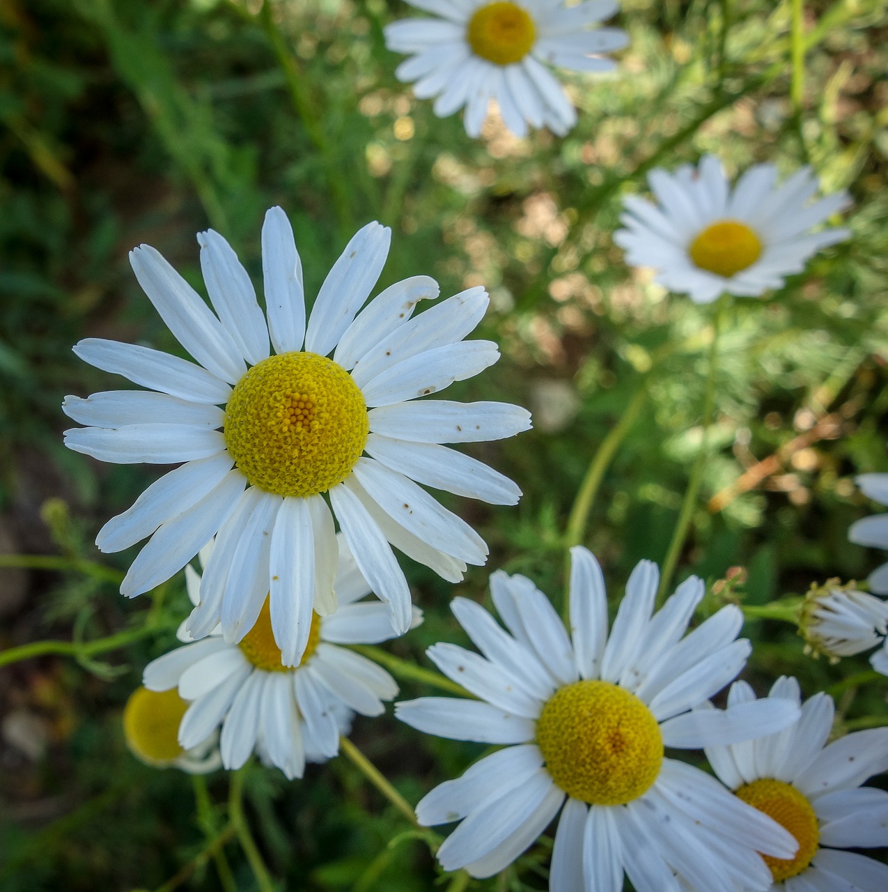 flower  bloom  yellow free photo