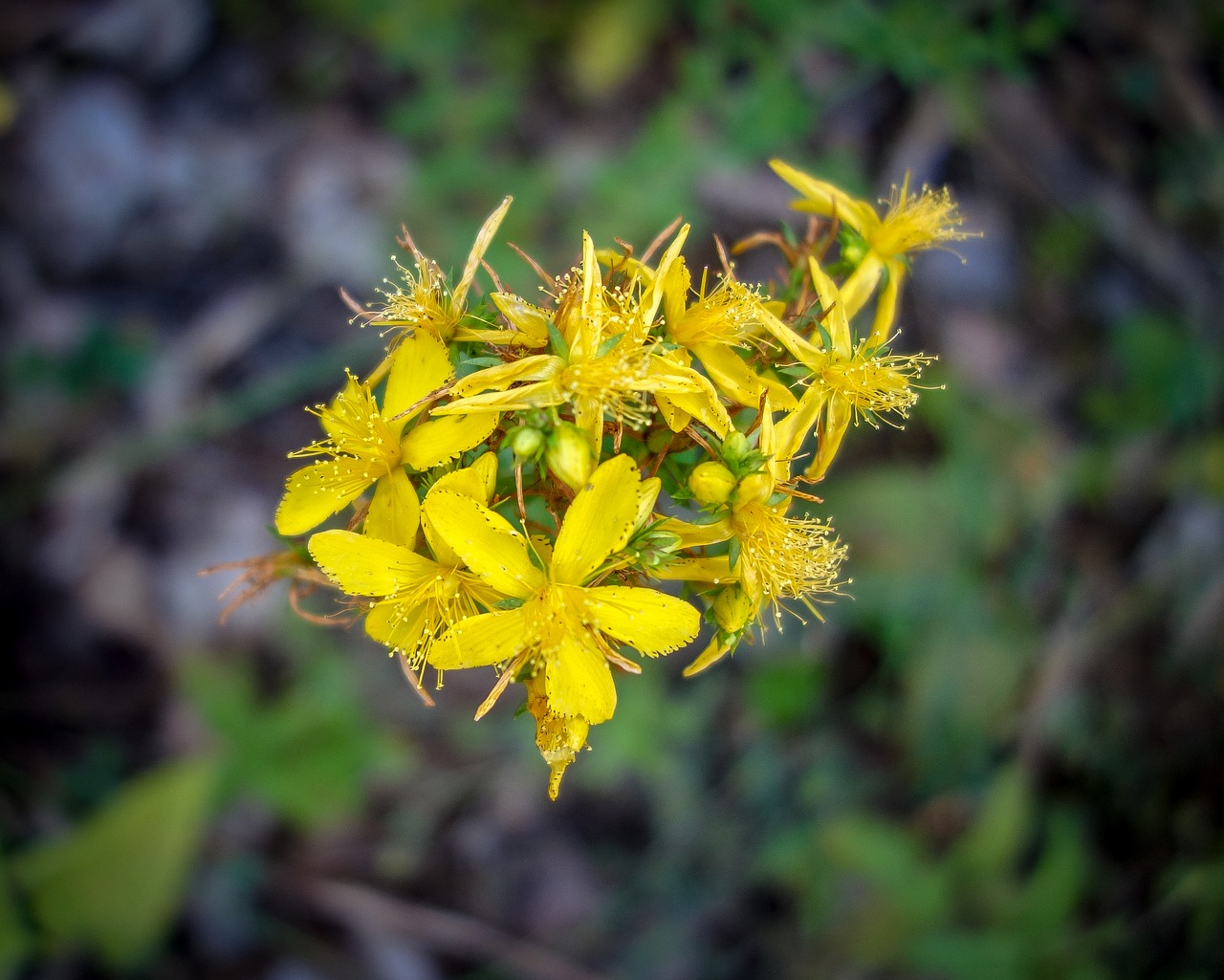 flower  bloom  yellow free photo