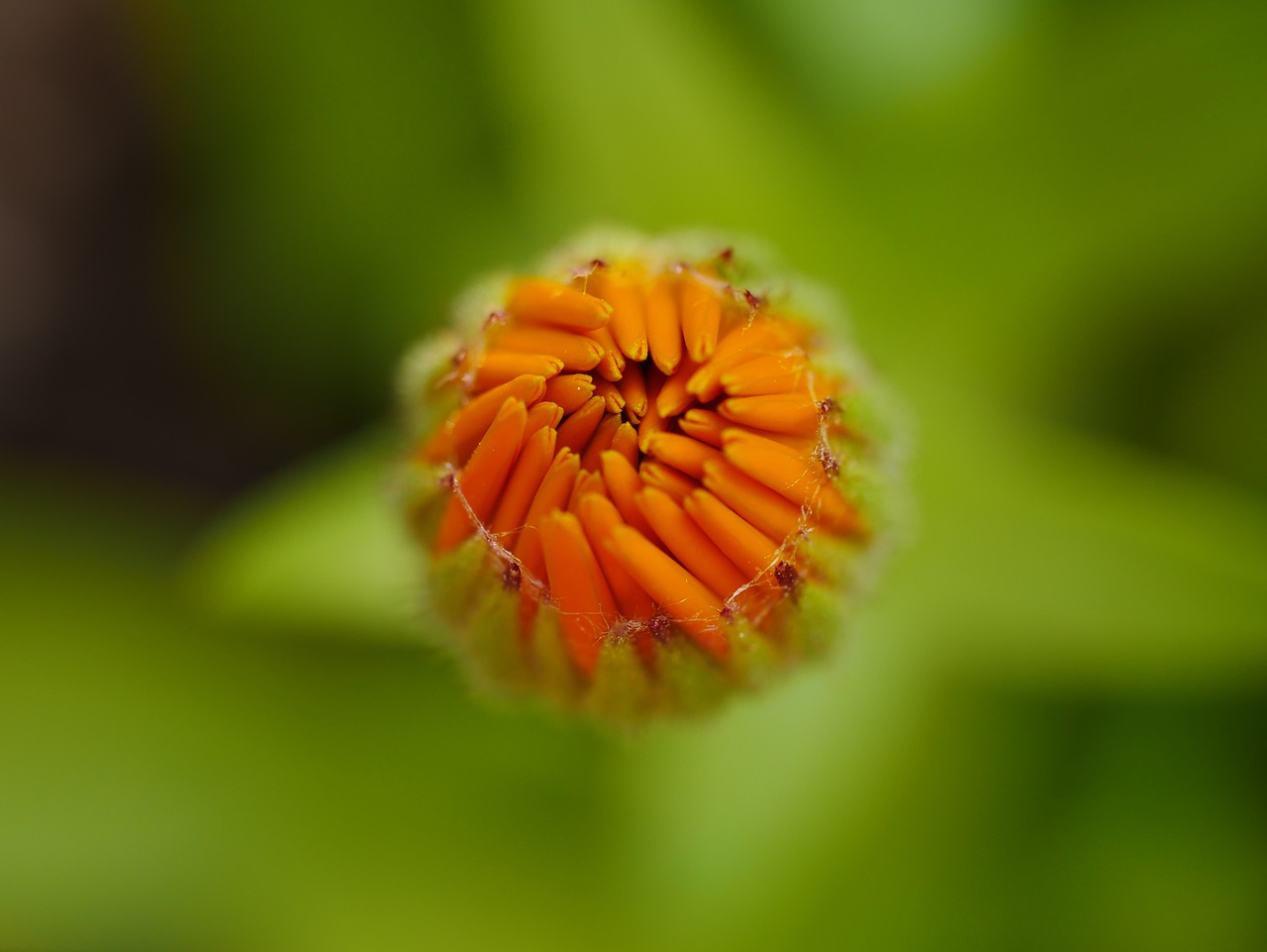 flower  orange  marigold free photo