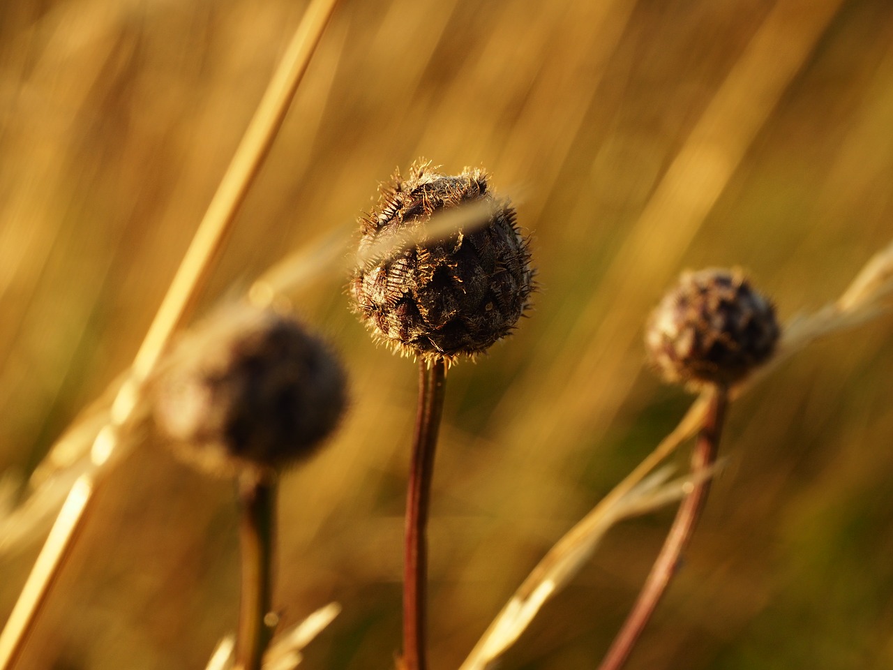 flower  summer  the sun free photo