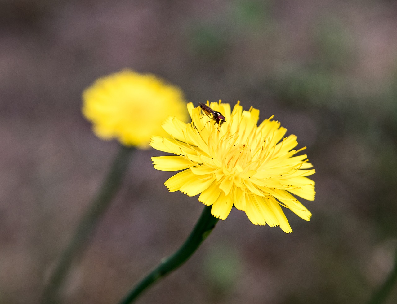 flower  pointed flower  flowers free photo