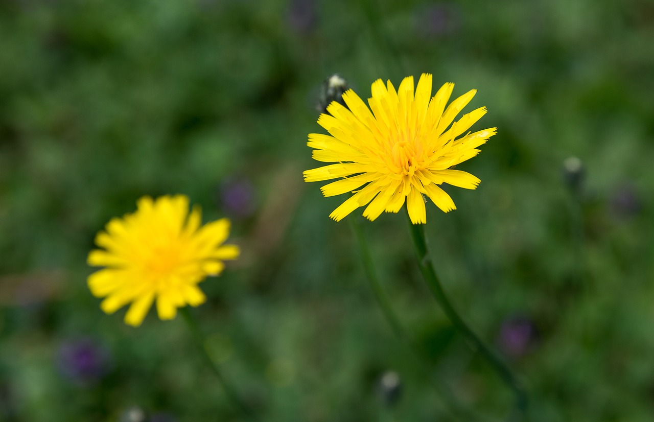 flower  pointed flower  flowers free photo