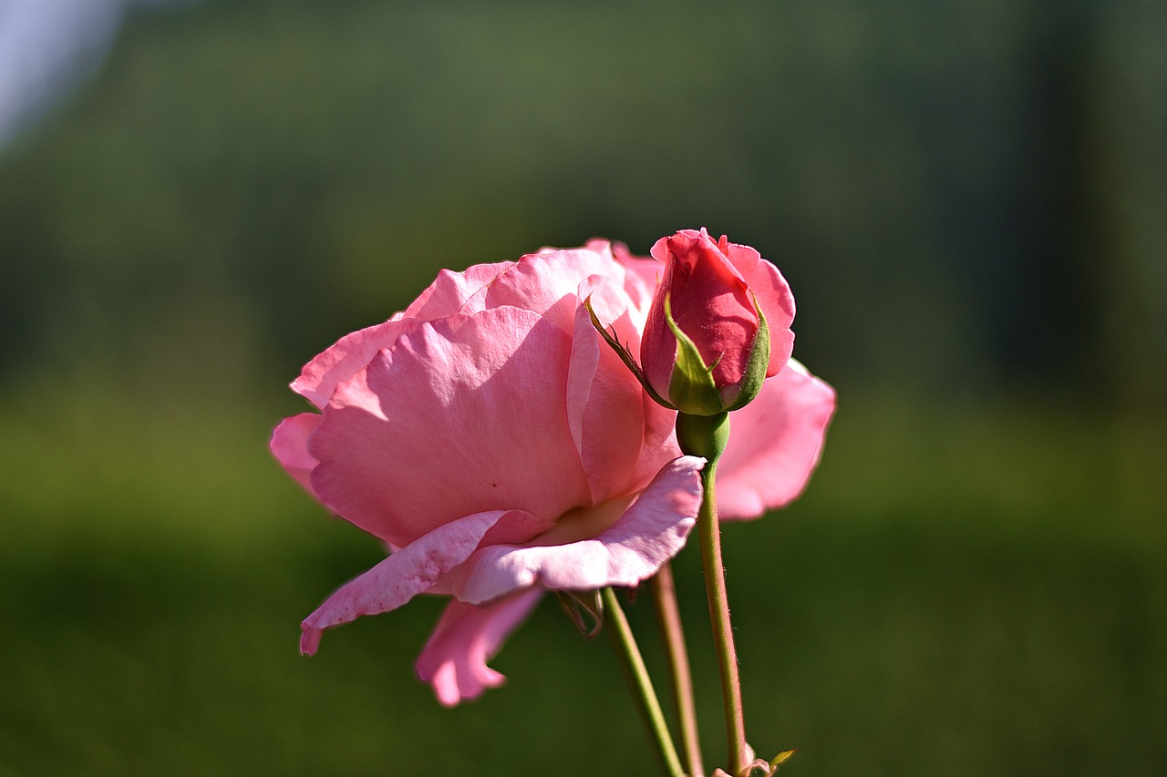 flower  summer  rose free photo