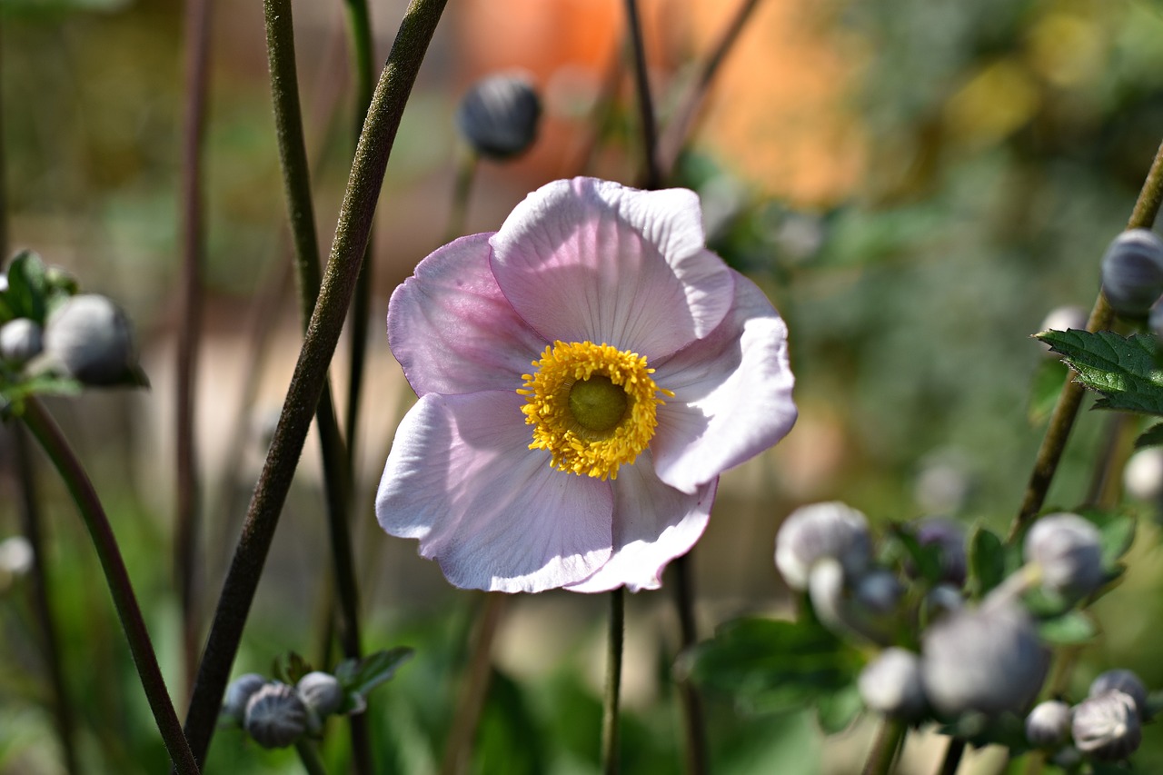 flower  summer  rose free photo