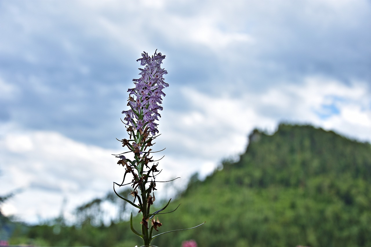 flower  background  nature free photo