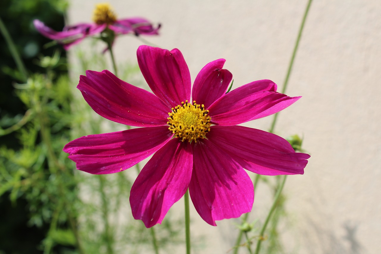 flower  the background  macro free photo