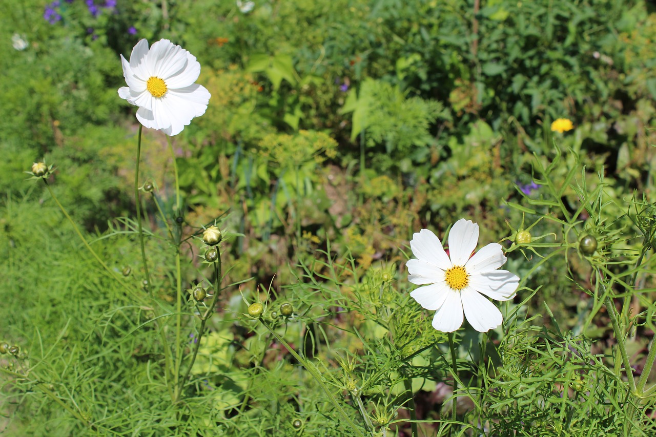 flower  grass  plants free photo