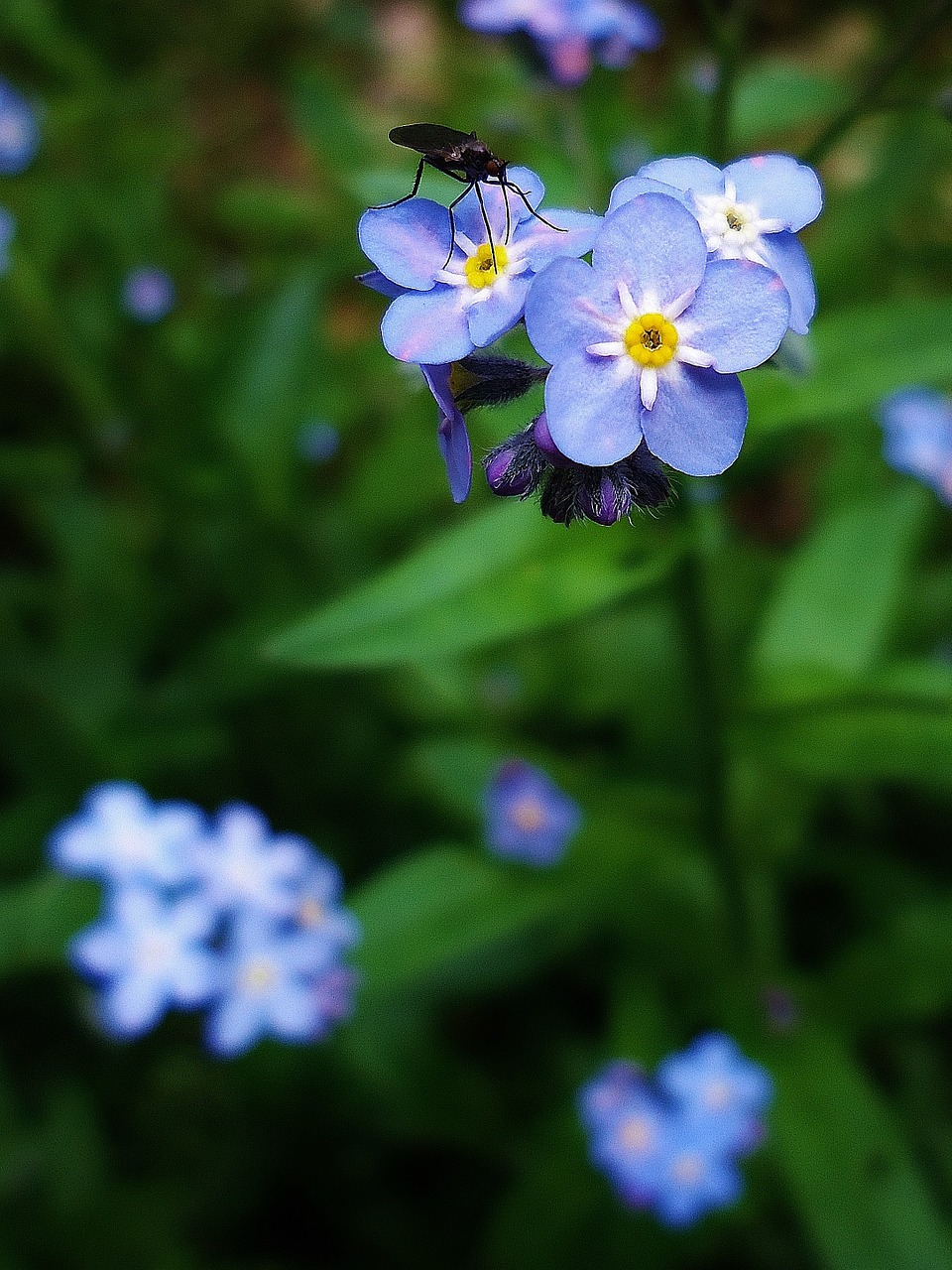 flower flowers insect free photo