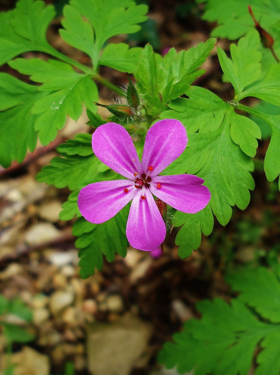 flower flowers pink free photo