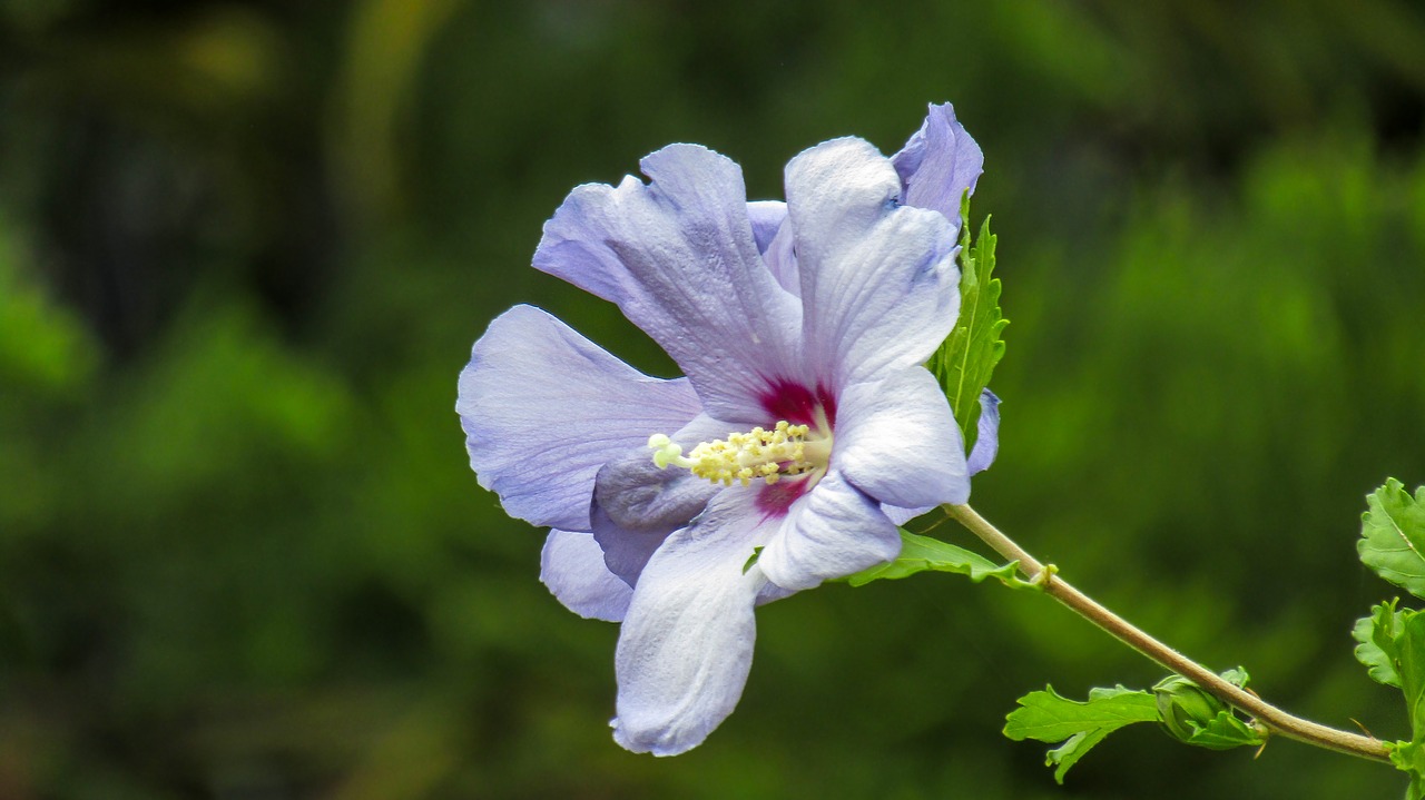 flower  nature  flower wasp free photo