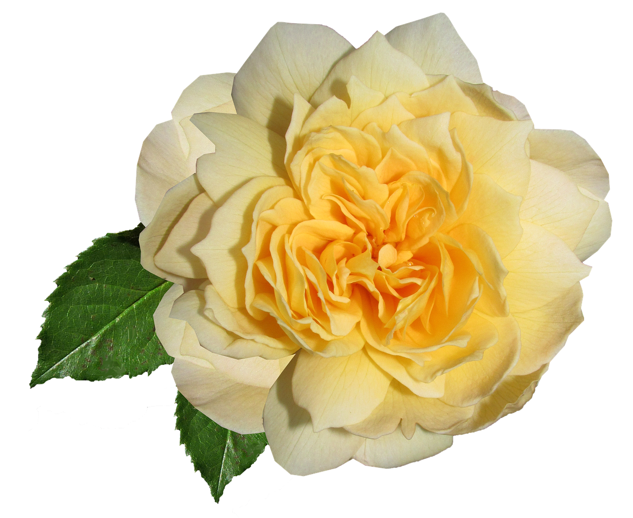 flower  rose  yellow free photo