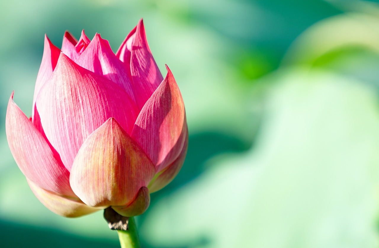 flower  lotus  pink free photo