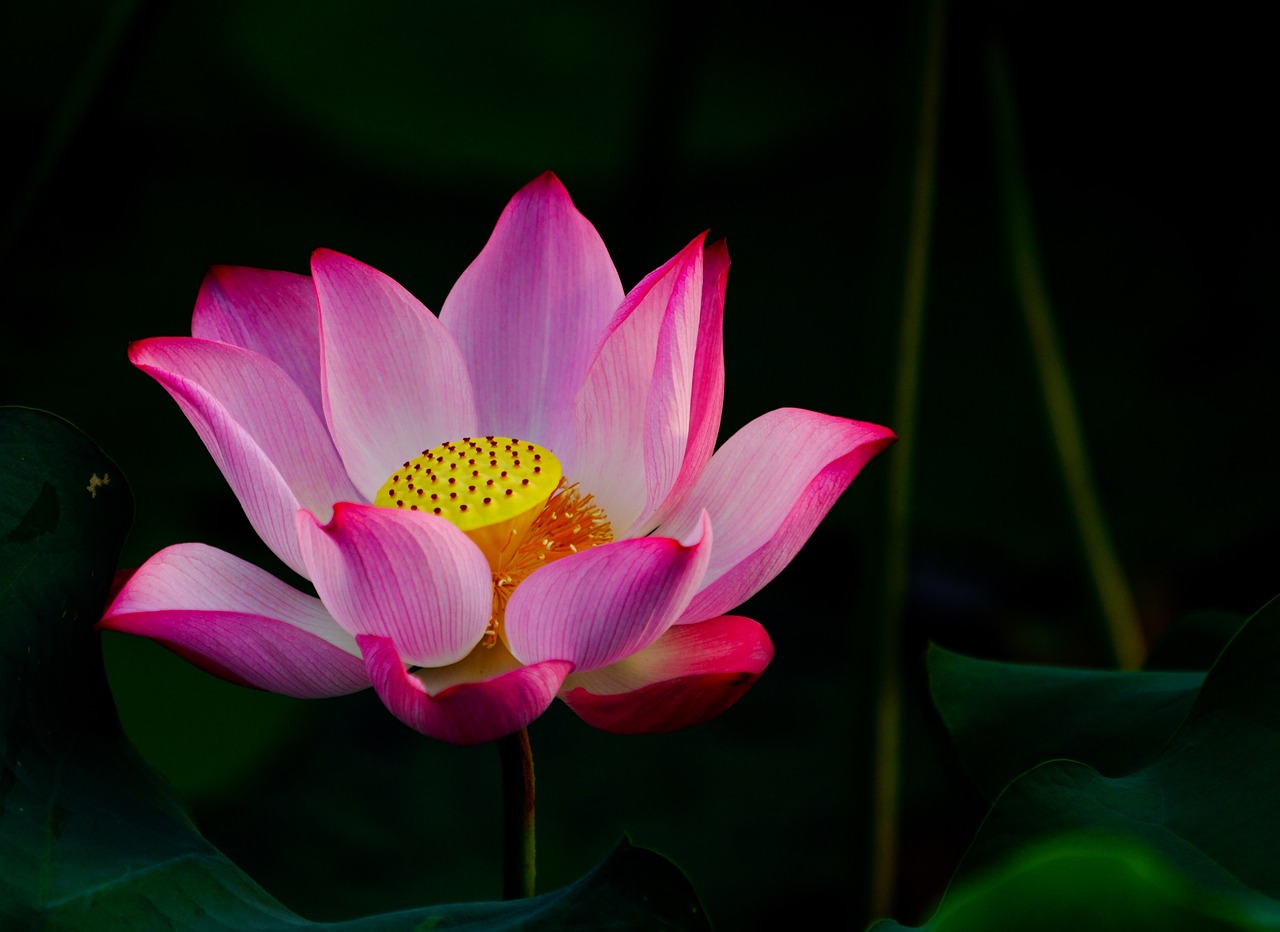 flower  lotus  pink free photo