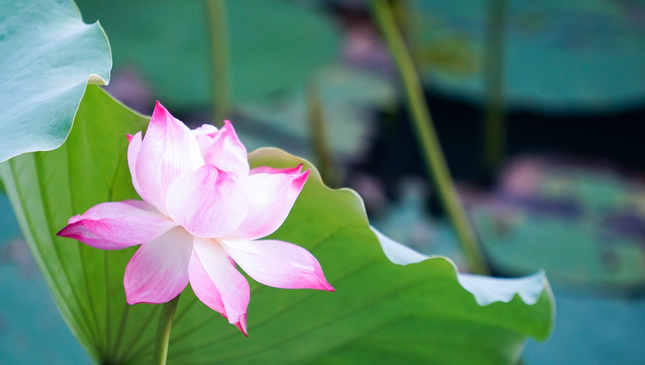 flower  lotus  pink free photo