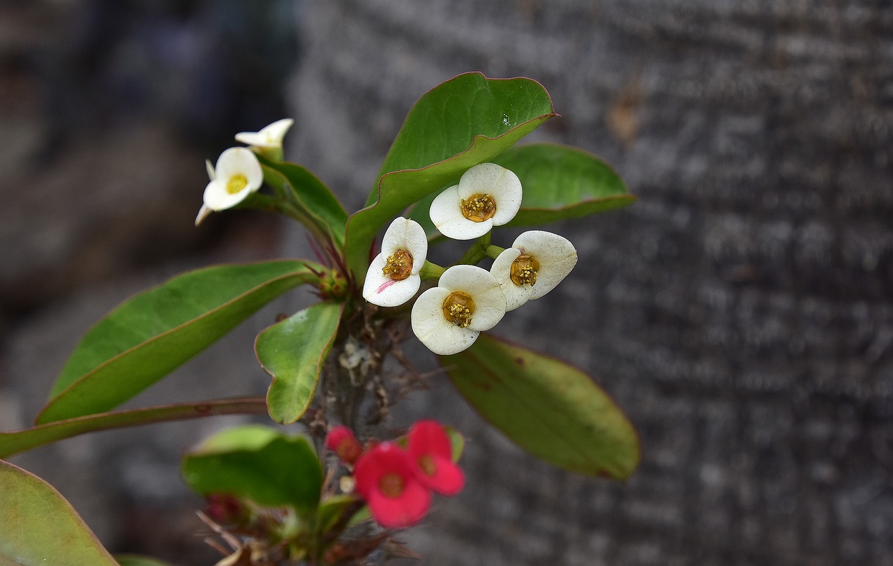 flower  garden  plant free photo