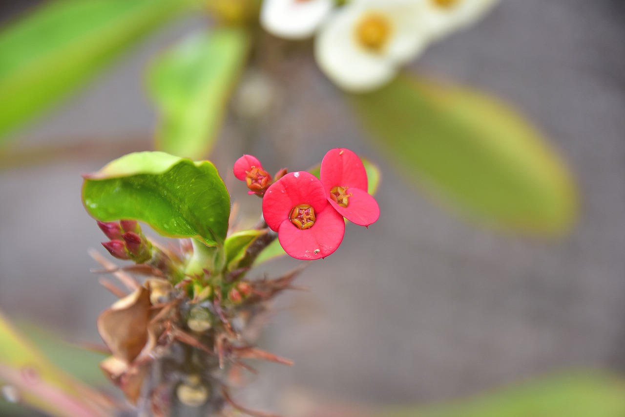 flower  garden  plant free photo