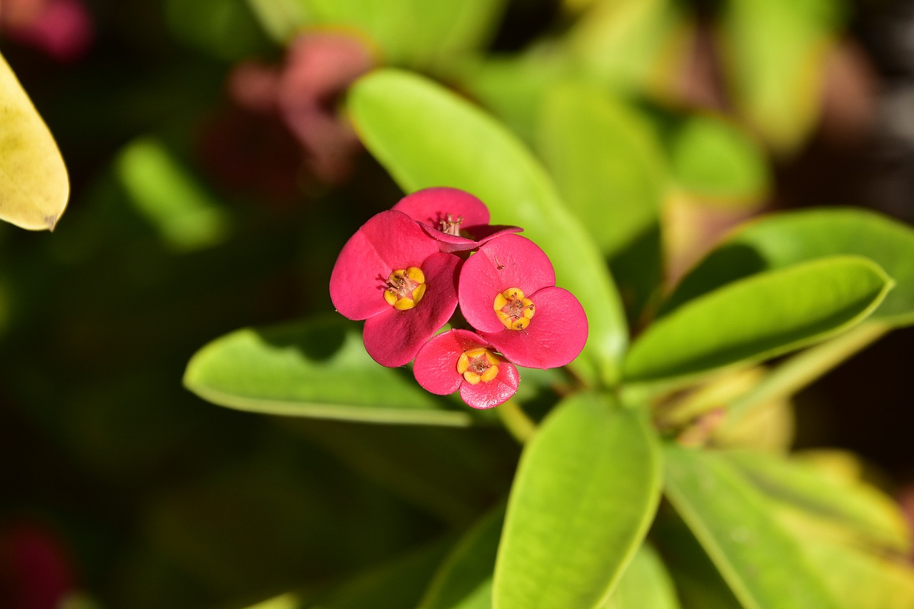 flower  garden  plant free photo