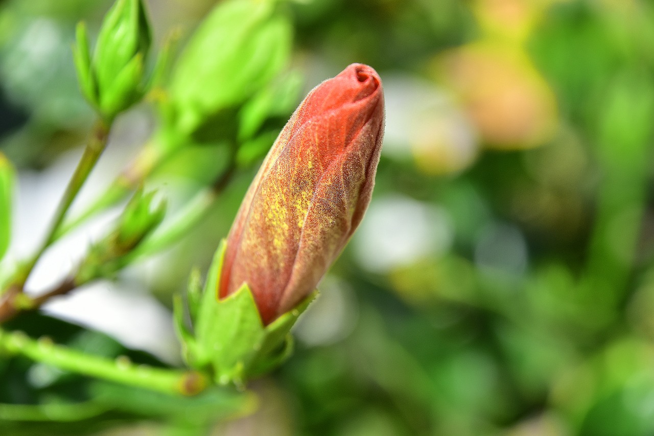 flower  garden  plant free photo