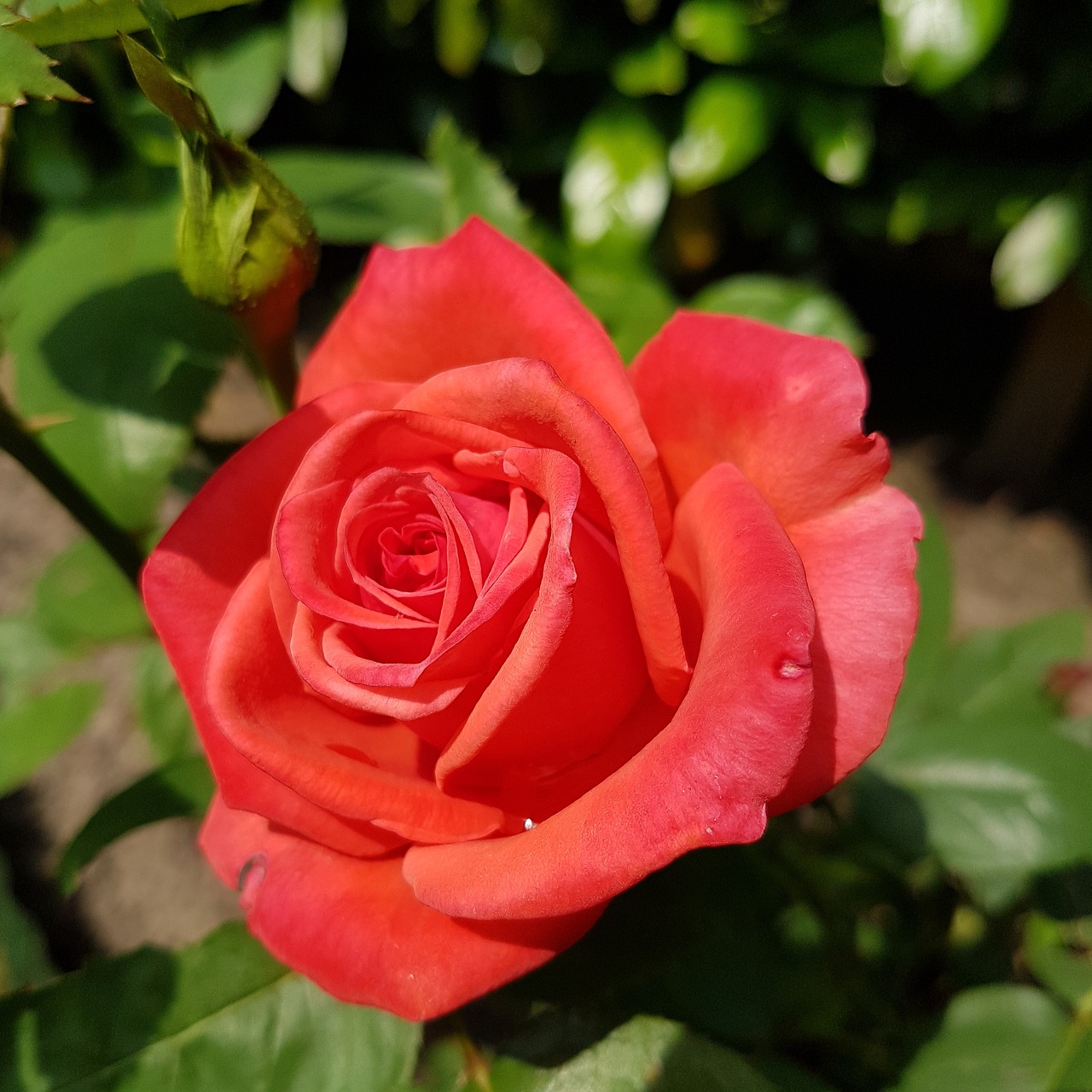 flower  rose  blossom free photo