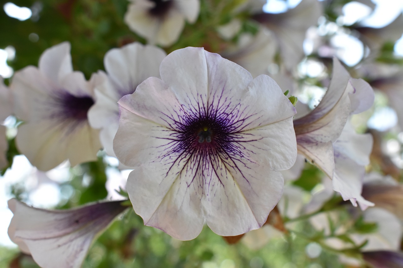 flower  purple  white free photo