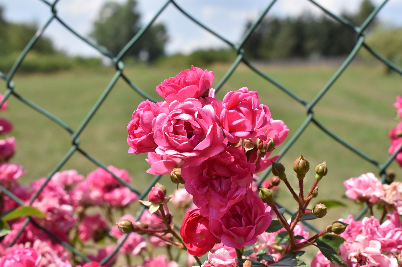 flower  pink  fence free photo