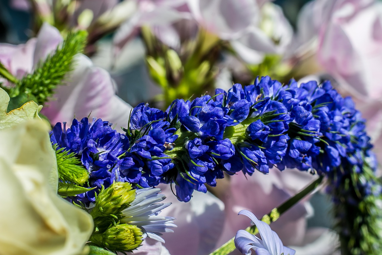 flower  blue  bloom free photo