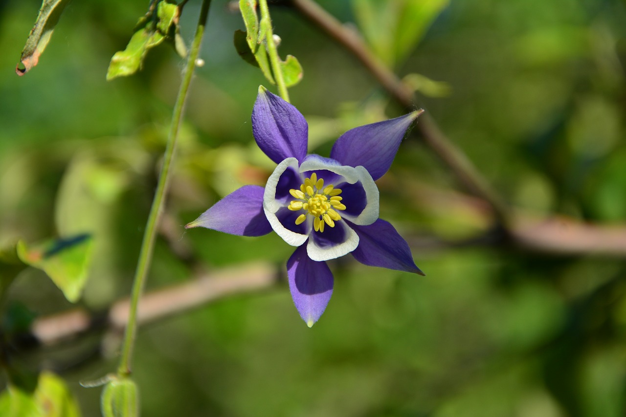 flower  haseki earrings  purple star free photo