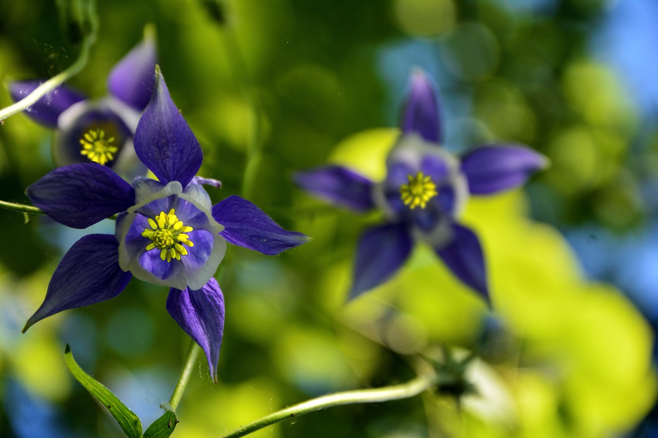 flower  purple  plant free photo