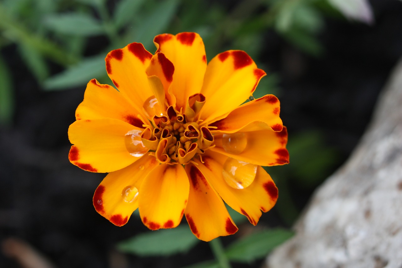 flower  orange  nature free photo