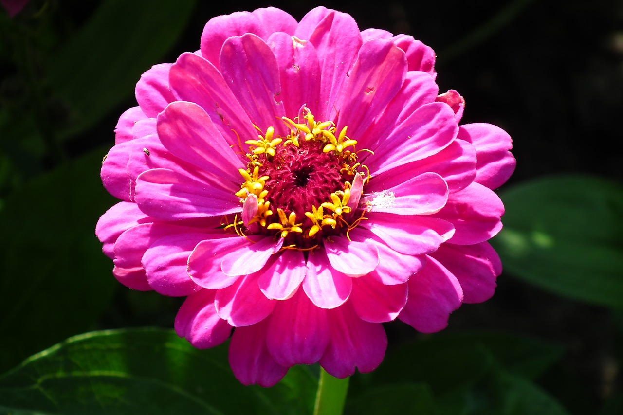 flower  zinnia  summer free photo