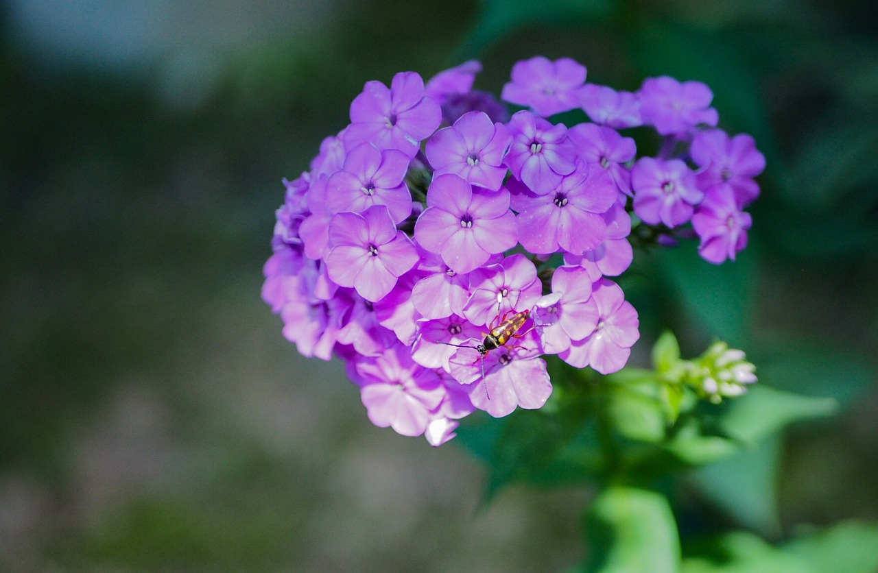 flower  nature  summer free photo