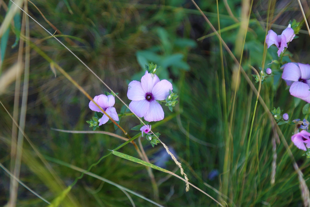 flower  nature  plant free photo