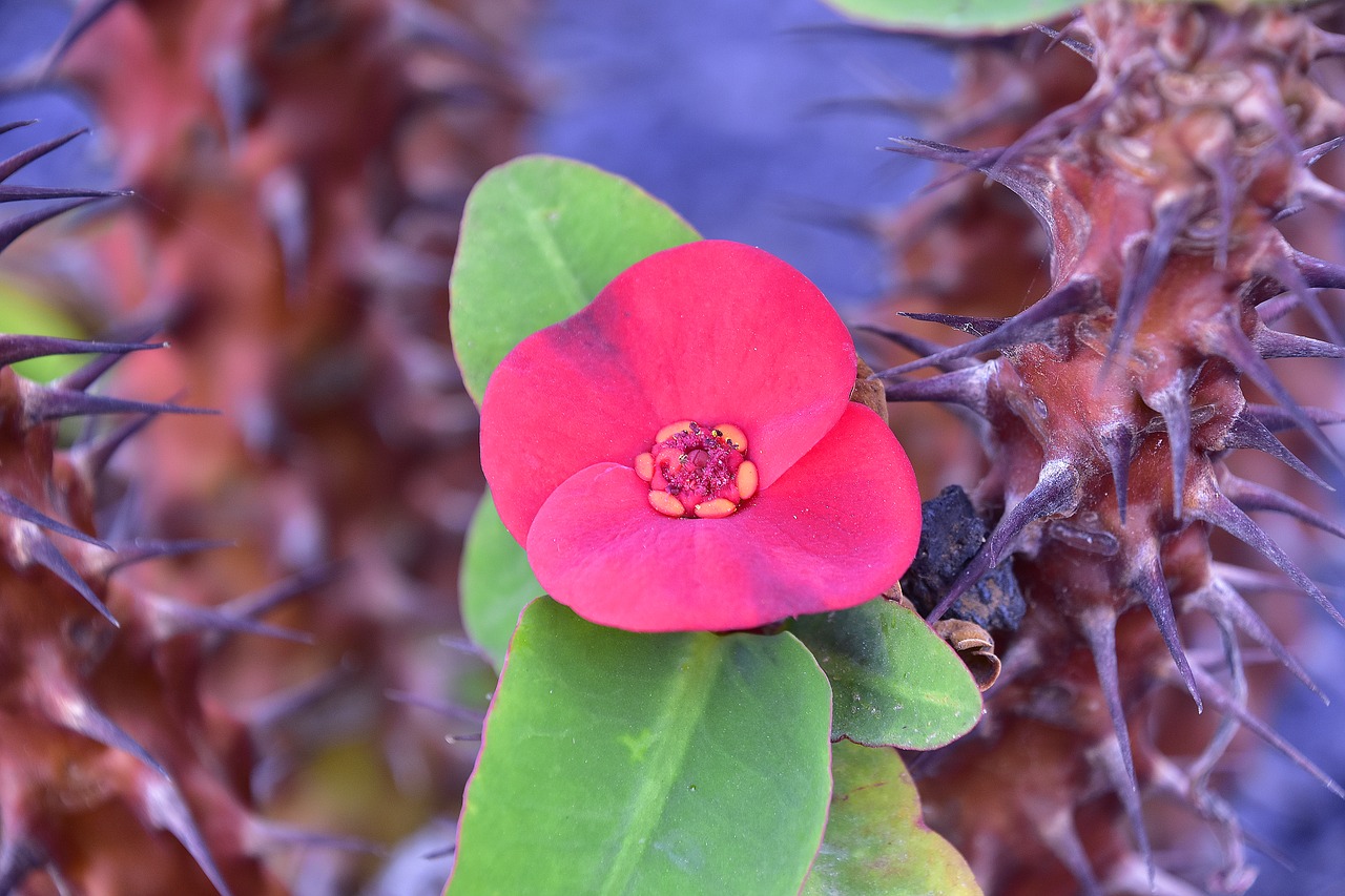 flower  garden  plant free photo