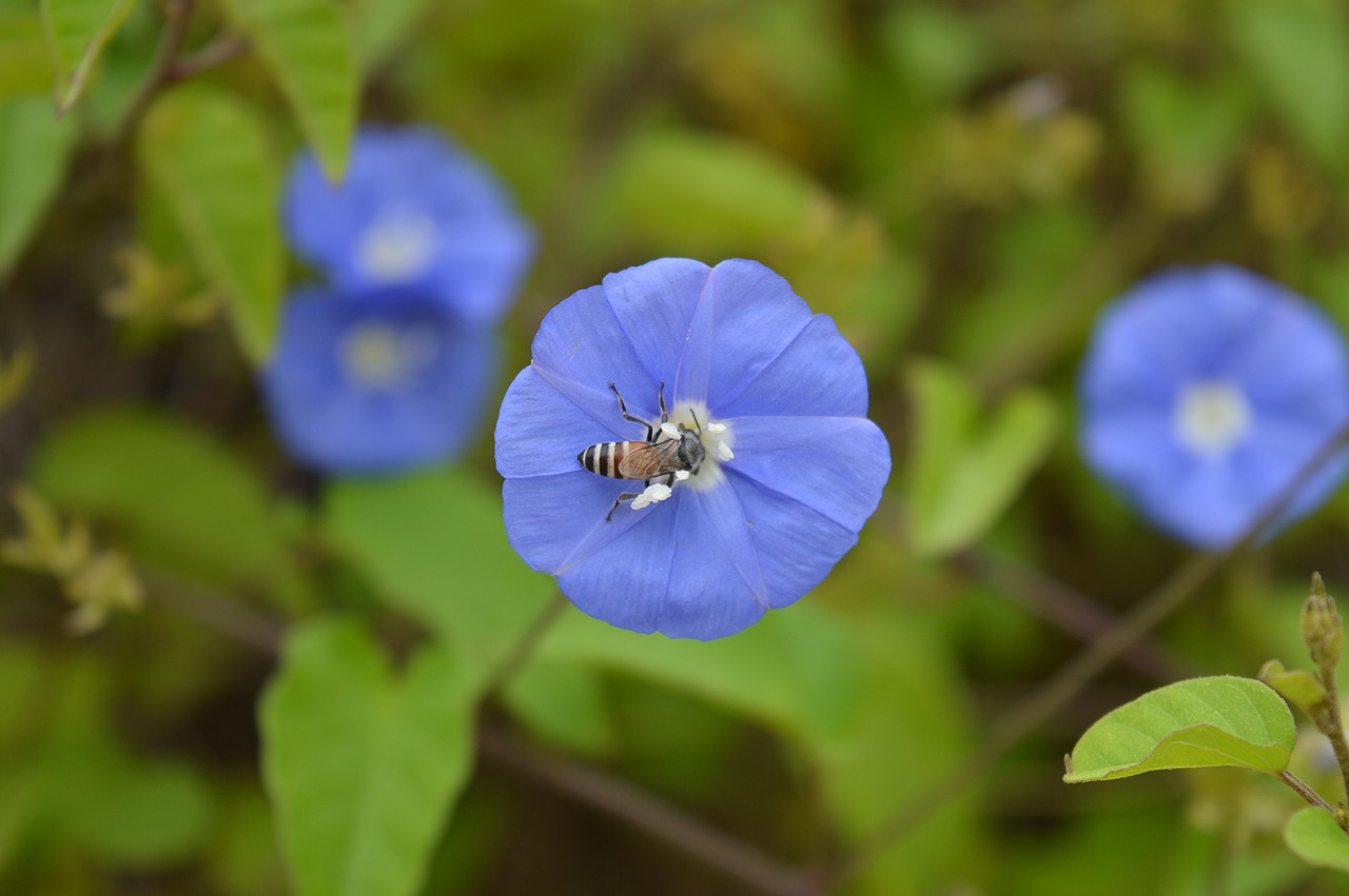 flower  bee  nature free photo